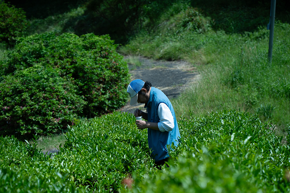 お茶農園